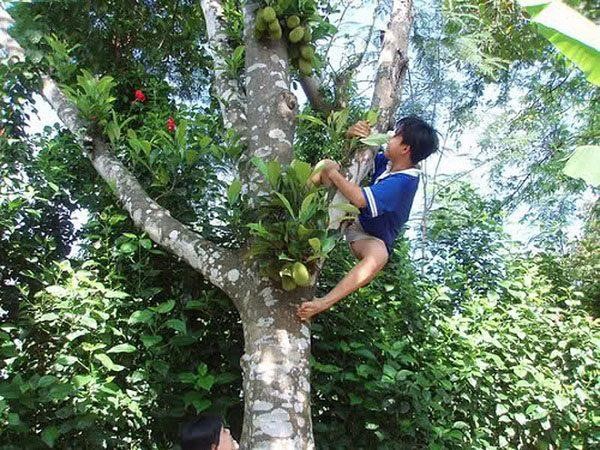 mơ thấy trèo lên cao